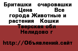 Бриташки - очаровашки.  › Цена ­ 3 000 - Все города Животные и растения » Кошки   . Тверская обл.,Нелидово г.